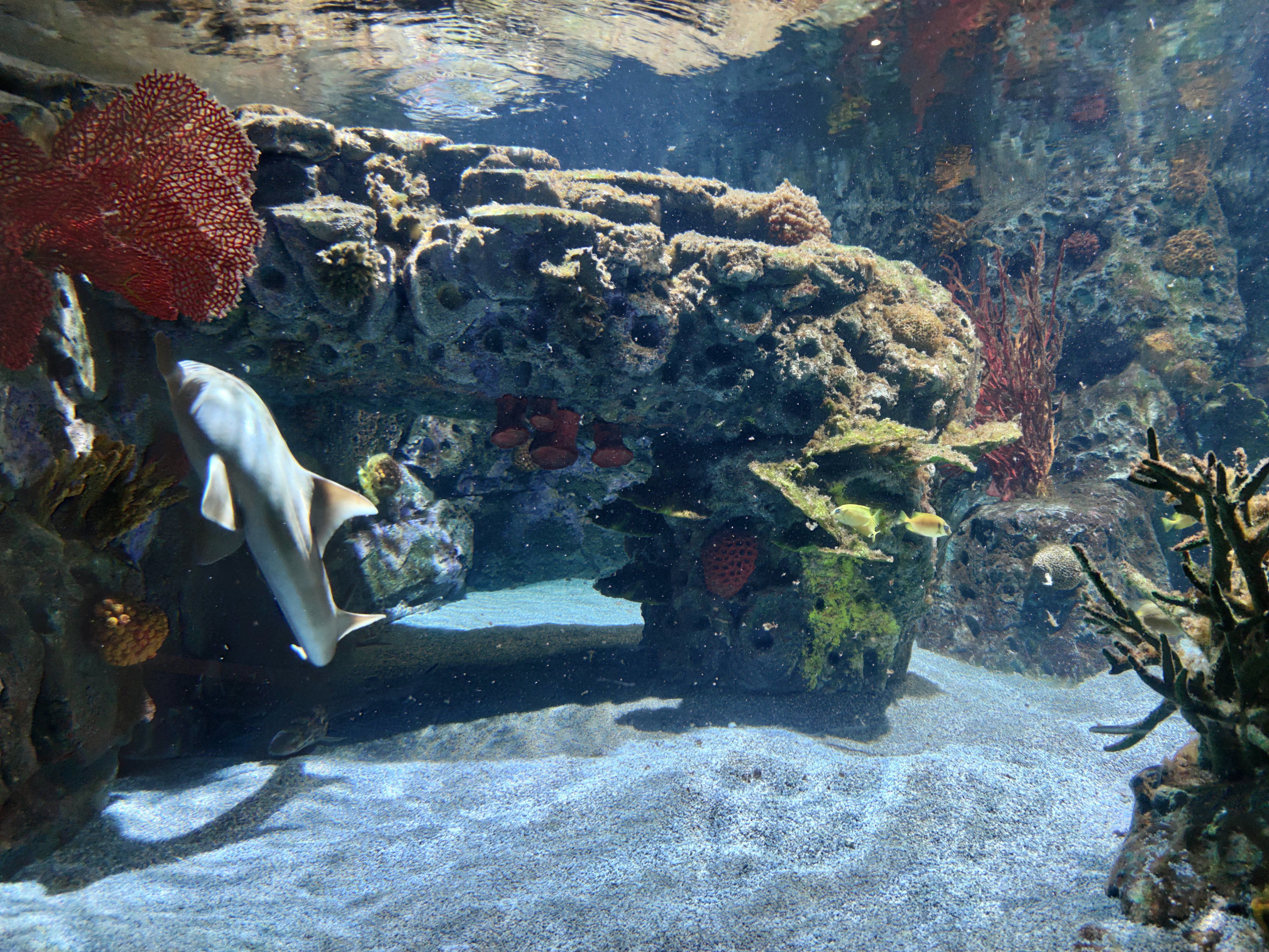 Des problèmes d'hygiène de l'eau dans la pisciculture ou l'aquarium ?