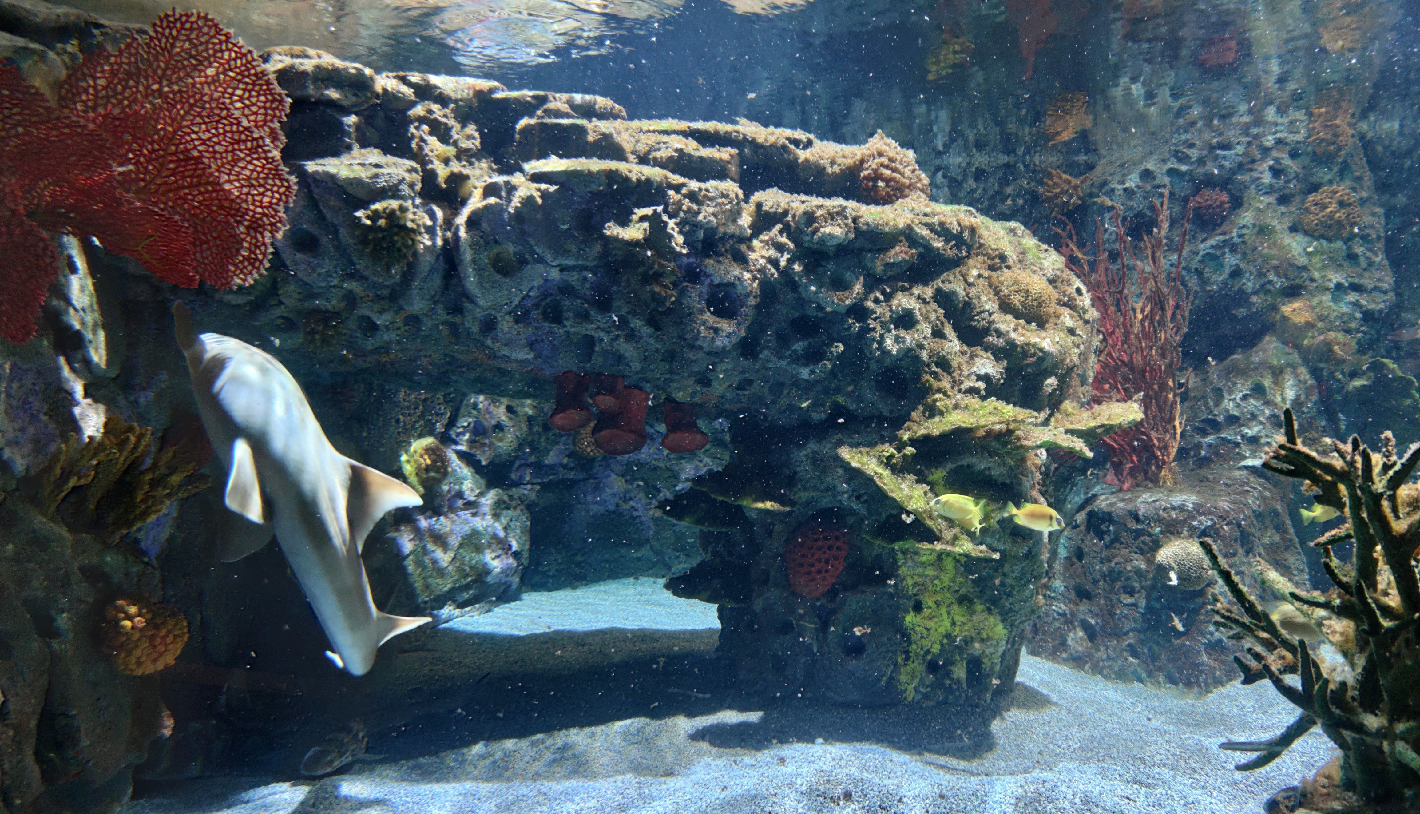 Problemi con l'igiene dell'acqua nell'allevamento ittico o nell'acquario?