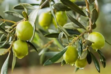 Ozono per irrigazione nella floricoltura. Portogallo