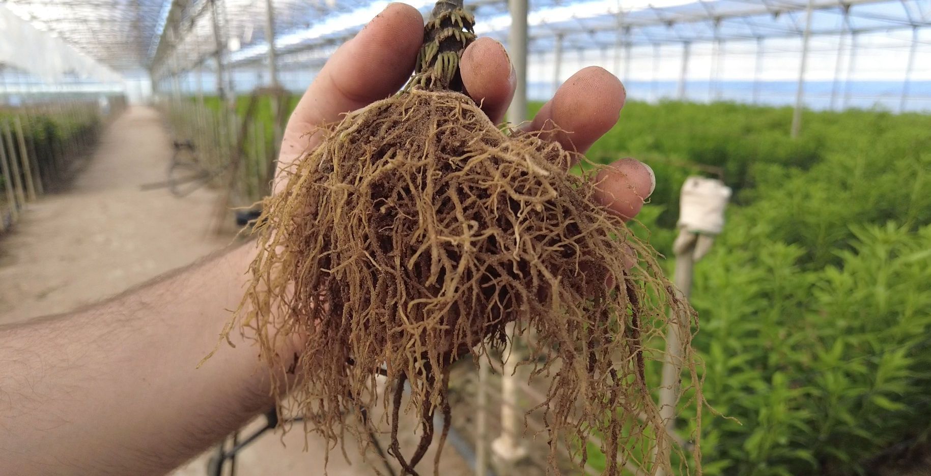 Ozono in fiore reciso, monitoraggio agricolo in relazione a usi e benefici in questa coltura